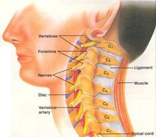 West Hollywood chiropractic spinal nerves
